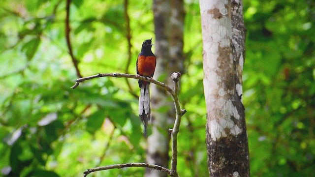 White-rumped Shama - ML633534398