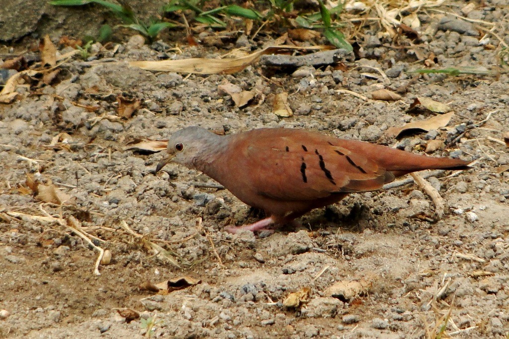 Ruddy Ground Dove - ML63353441