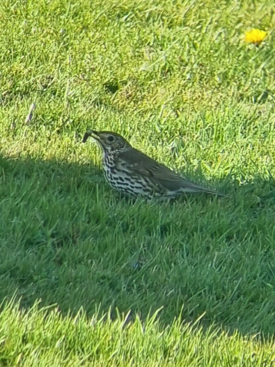 drozd zpěvný - ML633534421