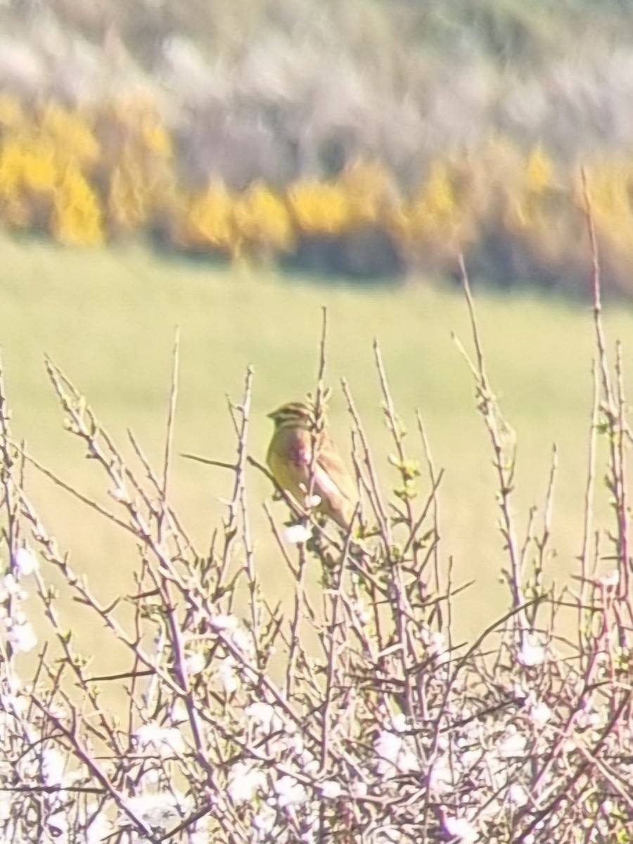 strnad cvrčivý - ML633534436