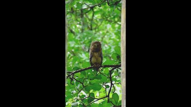 Brown Fish-Owl - ML633534618