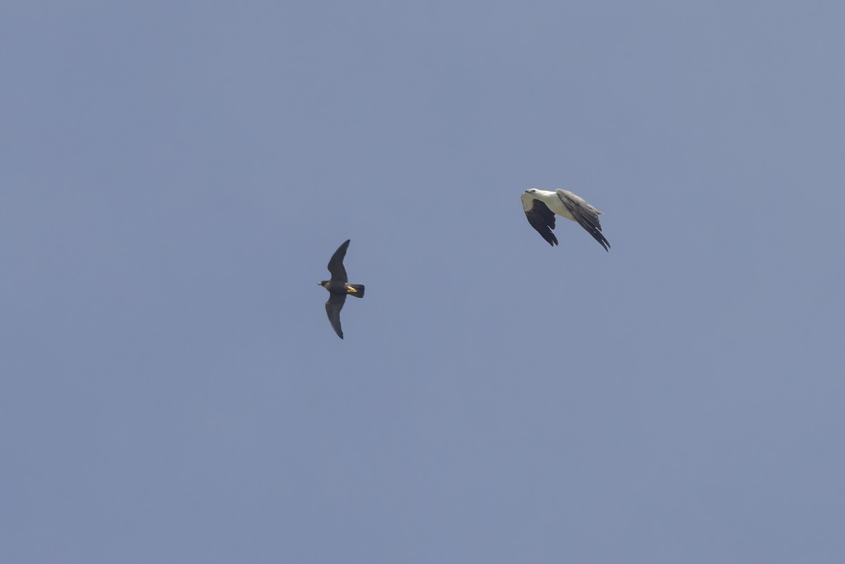Malaienbaumfalke - ML633534699