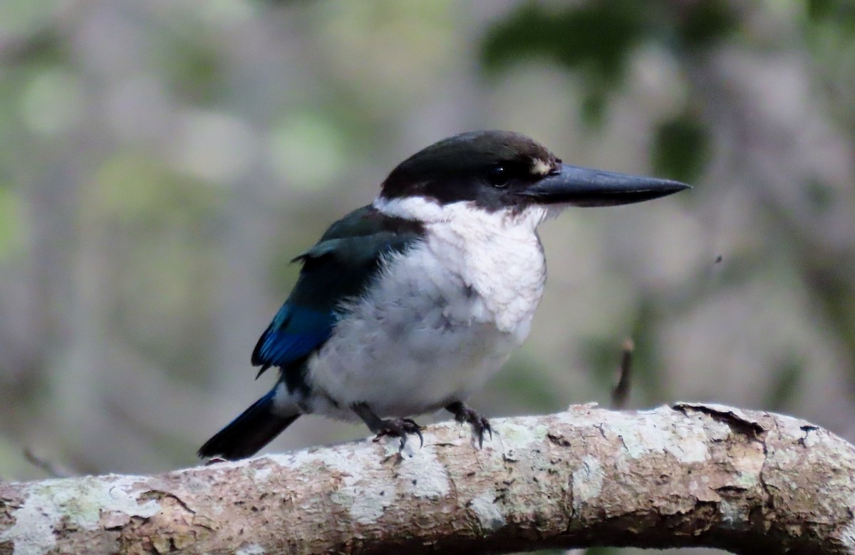 Torresian Kingfisher - ML633534770