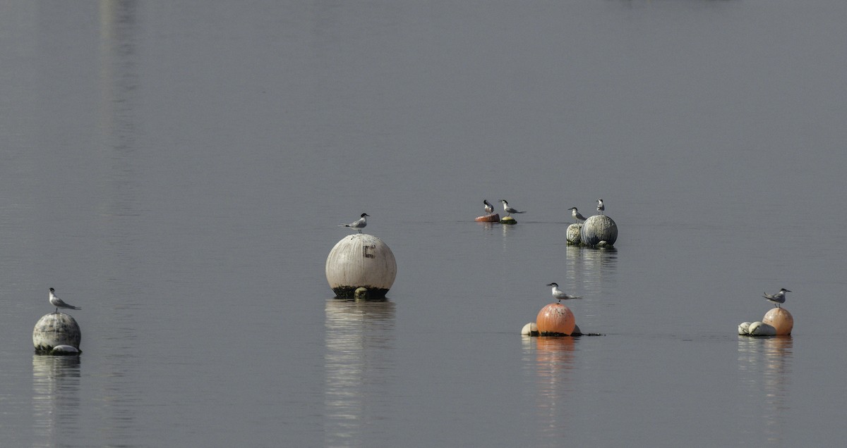 Sandwich Tern - Francisco Pires
