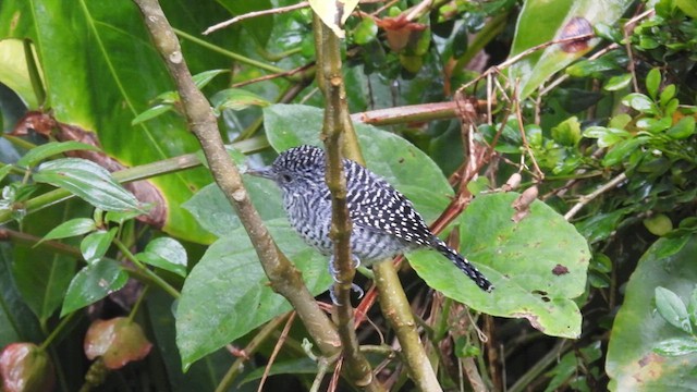 Bar-crested Antshrike - ML633534853