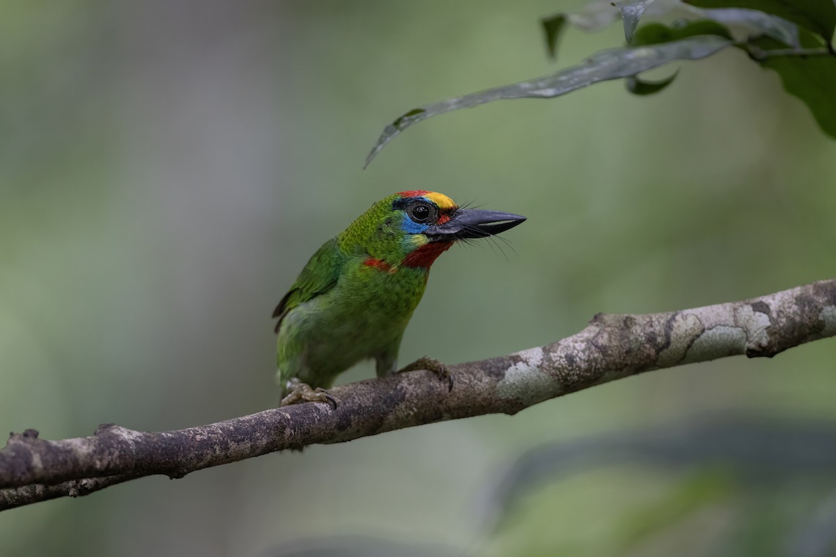 Red-throated Barbet - ML633534854
