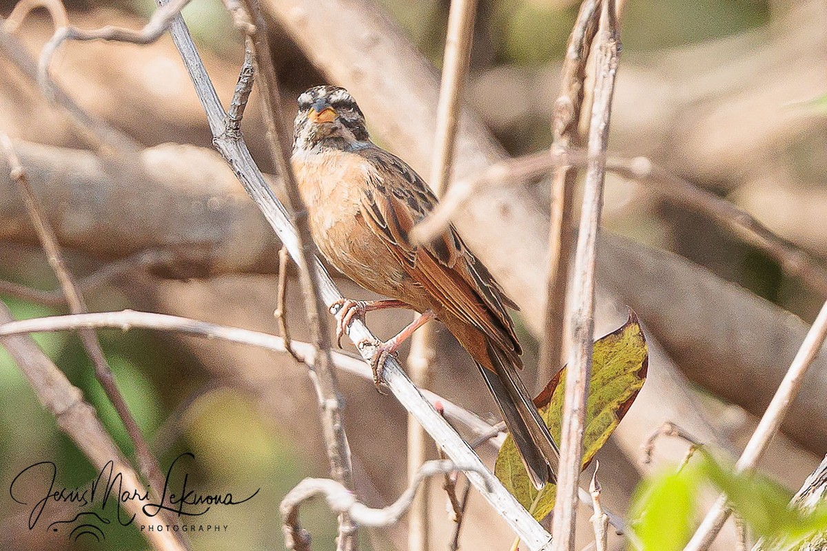 Gosling's Bunting - ML633534873