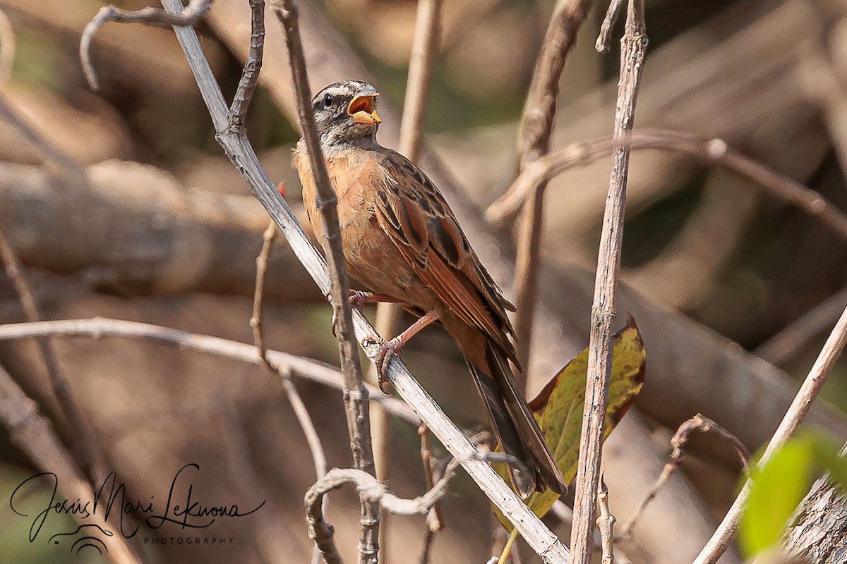 Gosling's Bunting - ML633534889