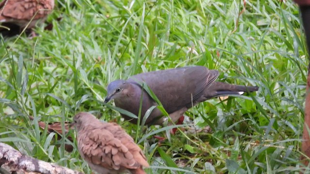 Tolima Dove - ML633534899