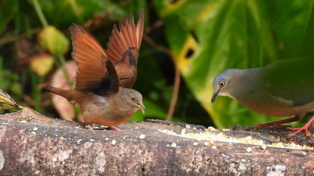 Tolima Dove - ML633534902