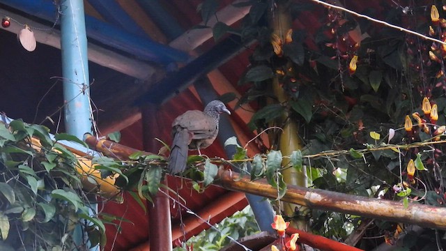 Colombian Chachalaca - ML633534905