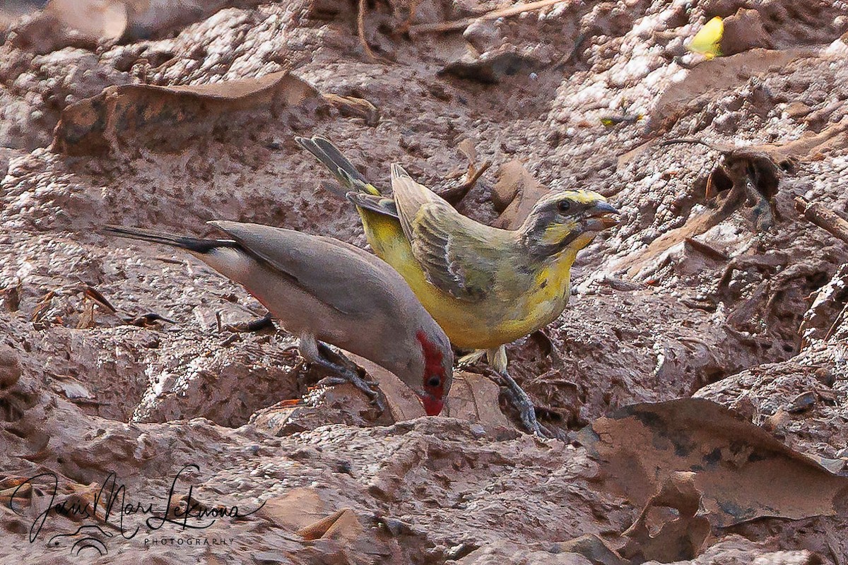 Black-rumped Waxbill - ML633535056