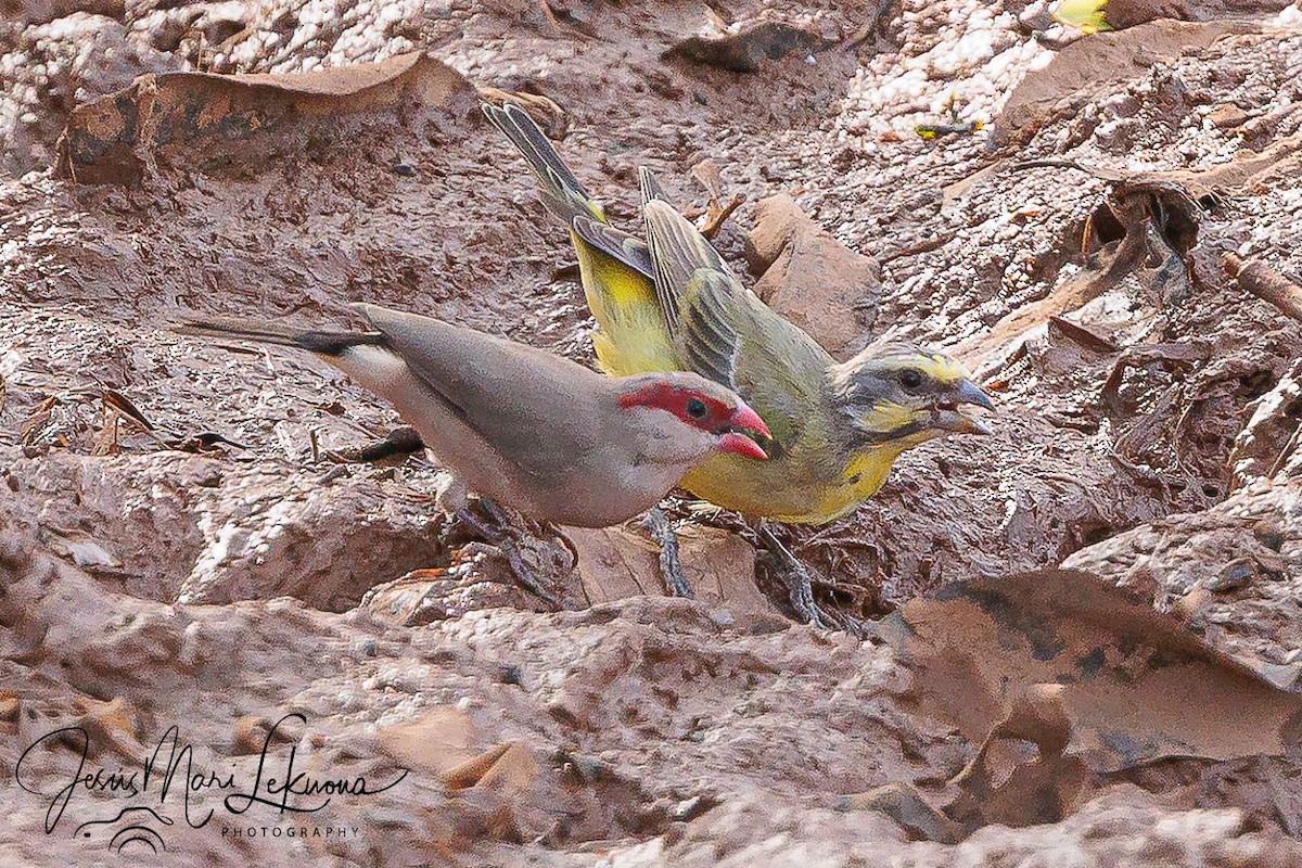 Black-rumped Waxbill - ML633535073