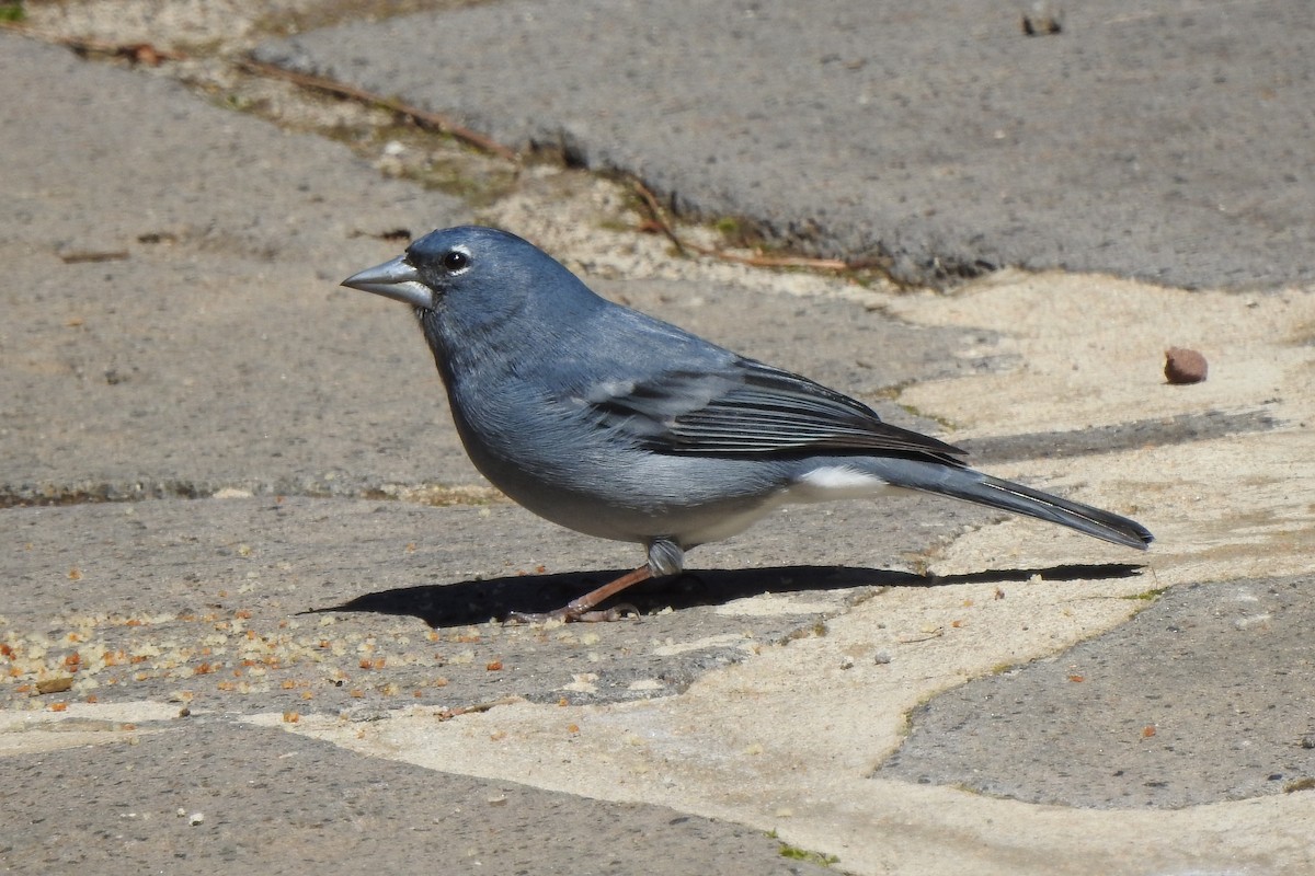 Pinson bleu - ML633535276