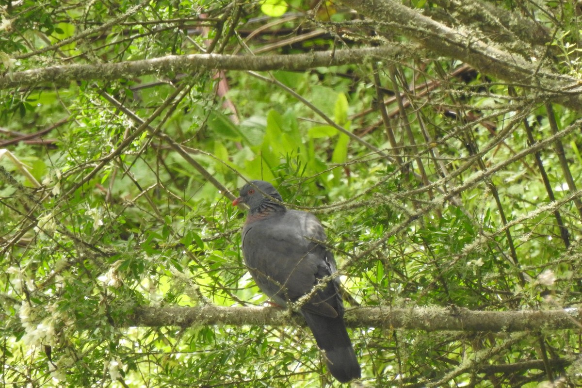 Bolle's Pigeon - ML633535311
