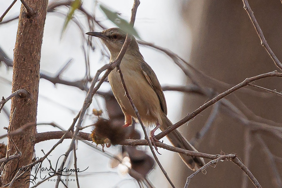 Prinia modeste - ML633535358