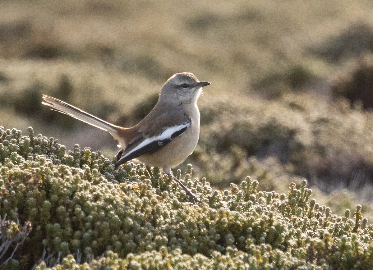 White-banded Mockingbird - ML633535361