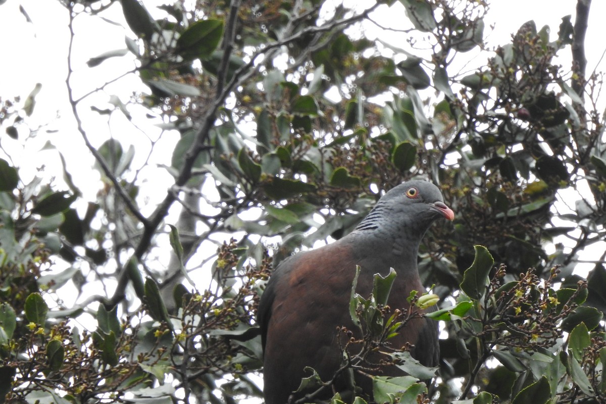 Bolle's Pigeon - ML633535371