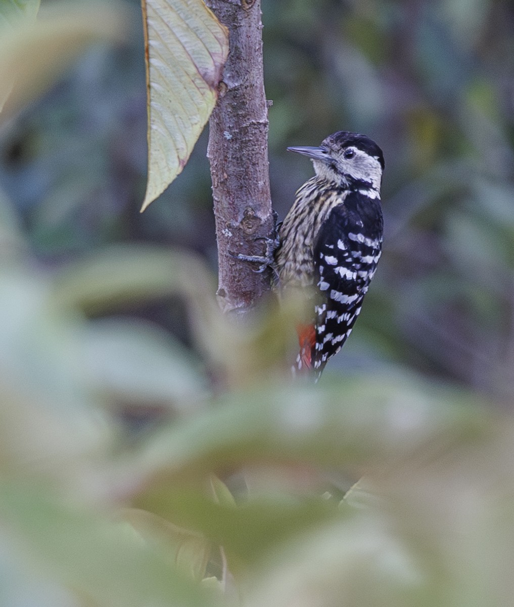 Stripe-breasted Woodpecker - ML633535466
