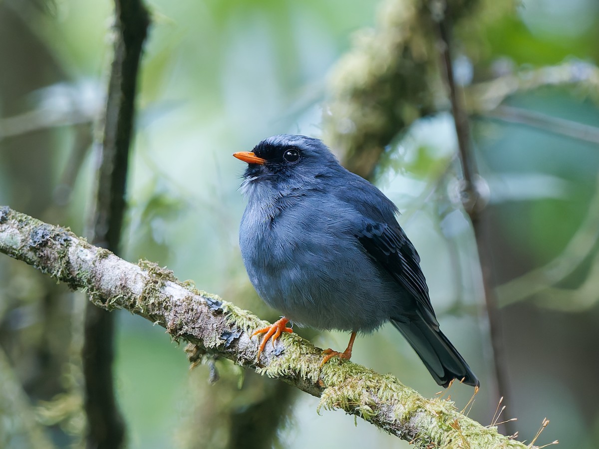 Black-faced Solitaire - ML633535672