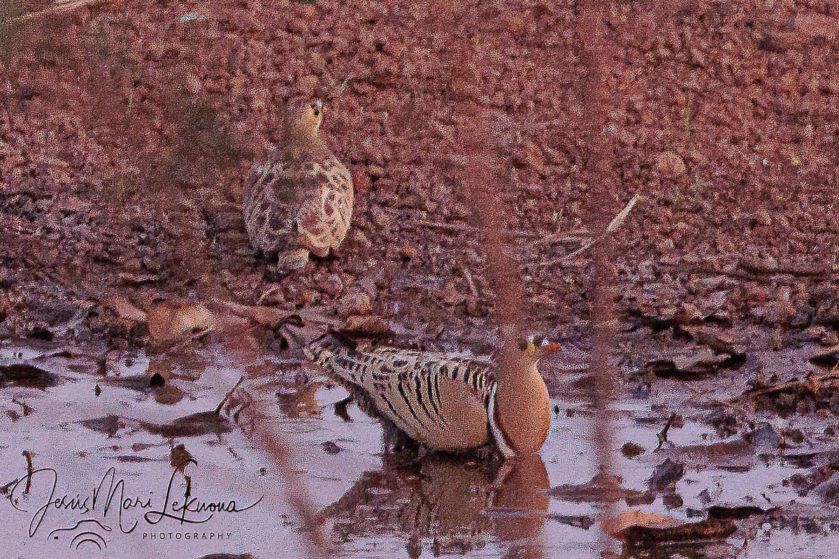 Four-banded Sandgrouse - ML633535706