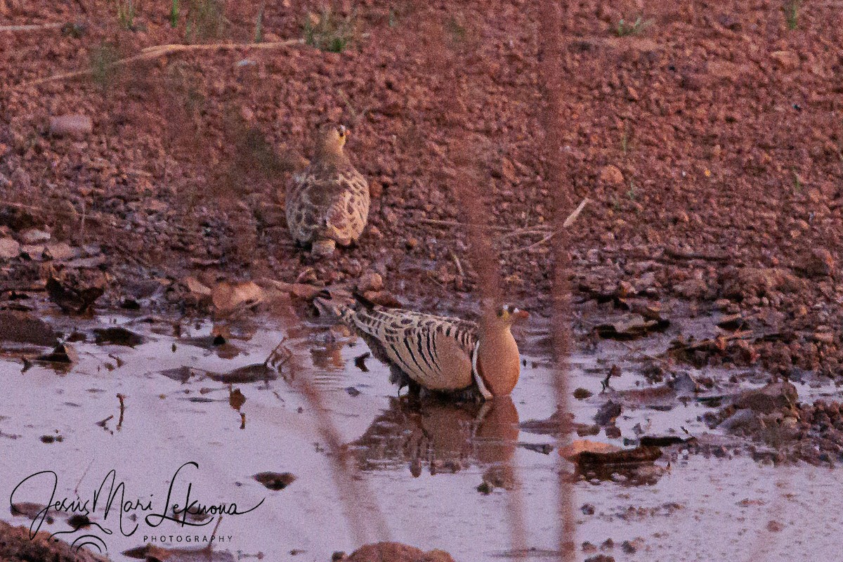 Four-banded Sandgrouse - ML633535726