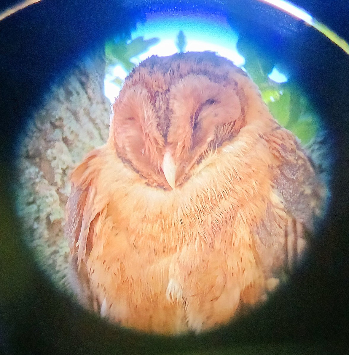 Australian Masked-Owl - ML633535798