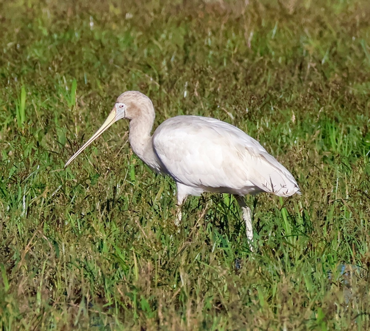 Yellow-billed Spoonbill - ML633536101
