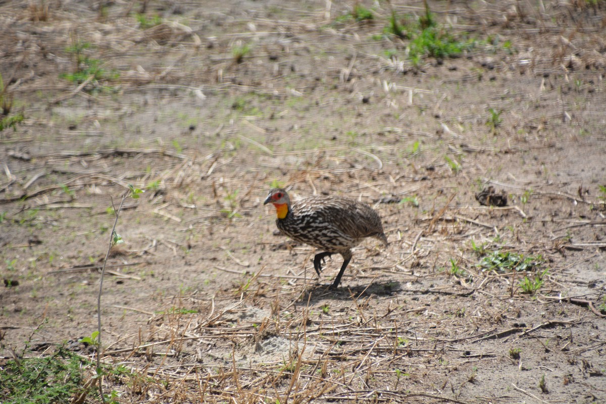 Francolin à cou jaune - ML633536278