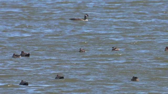 Pied-billed Grebe - ML633536325