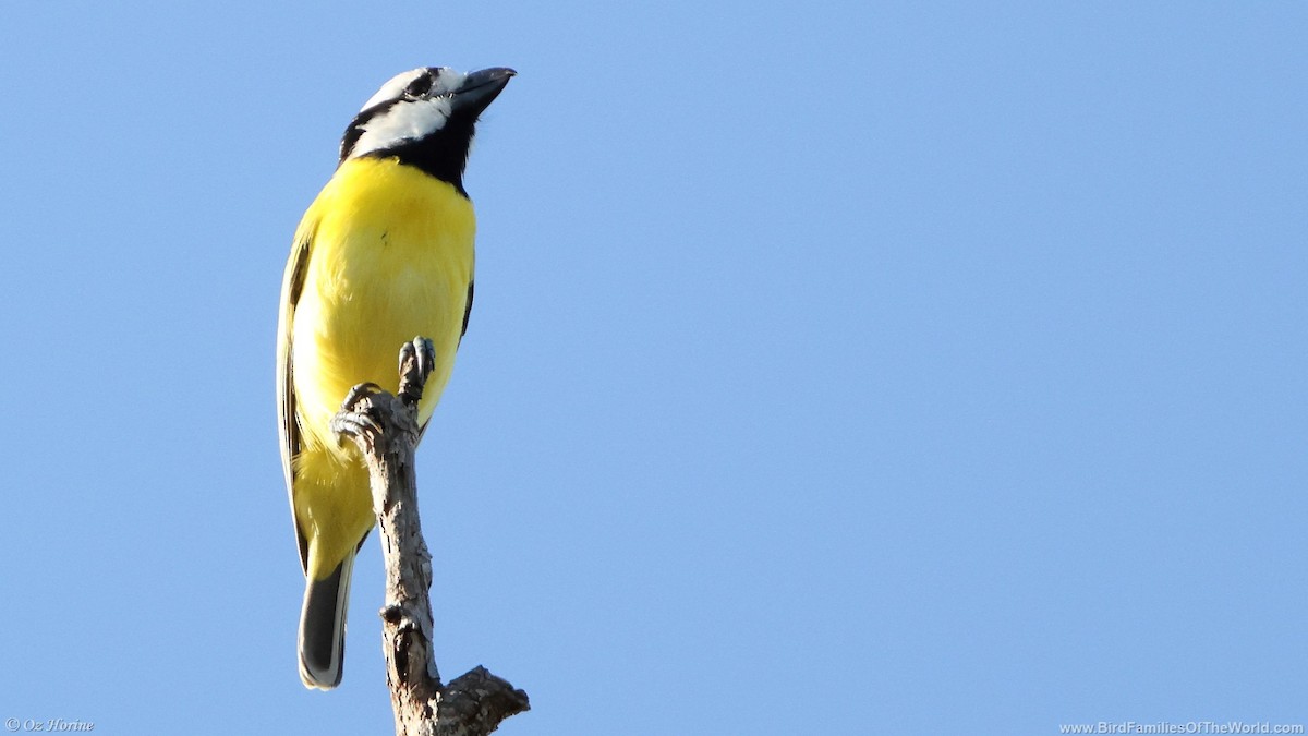 Northern Shrike-tit - ML633536396