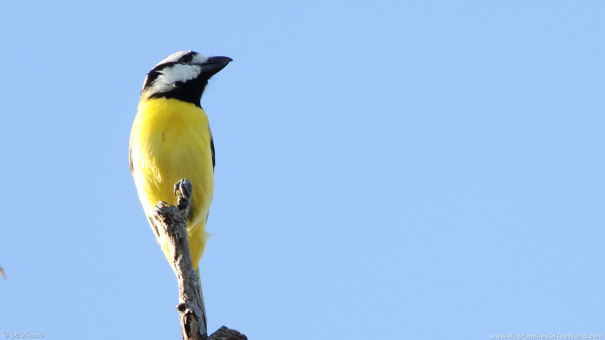 Northern Shrike-tit - ML633536398
