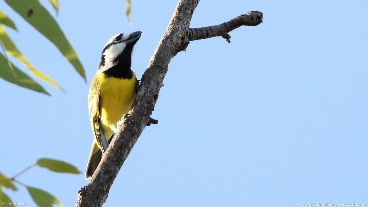 Northern Shrike-tit - ML633536399