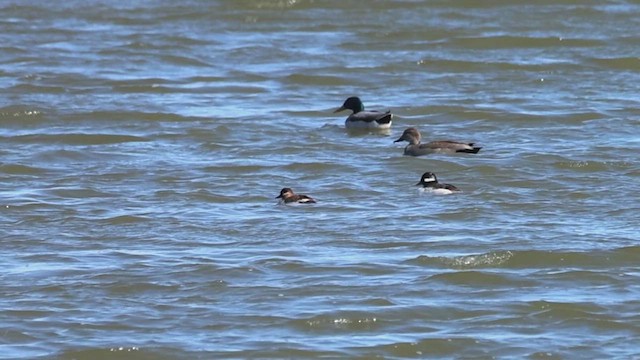 Bufflehead - ML633536486