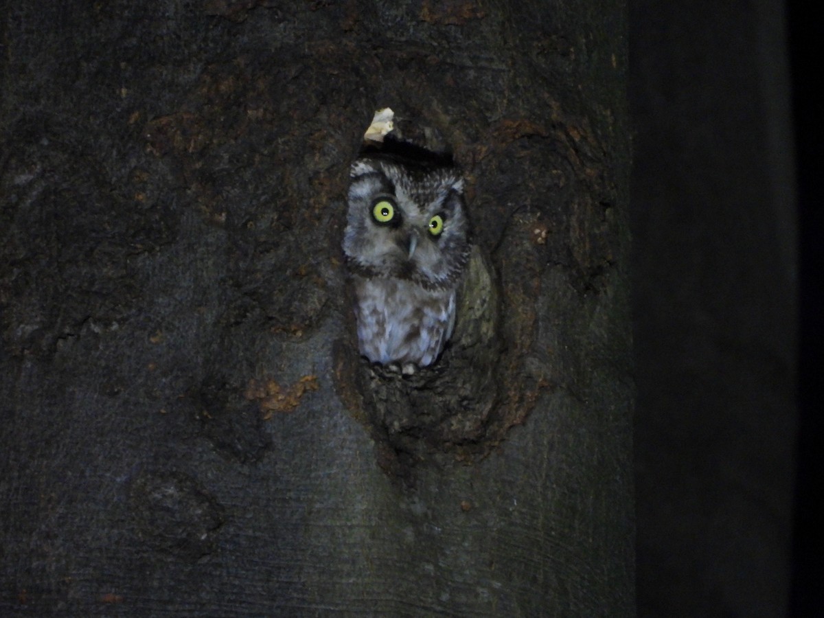 Boreal Owl - ML633536504