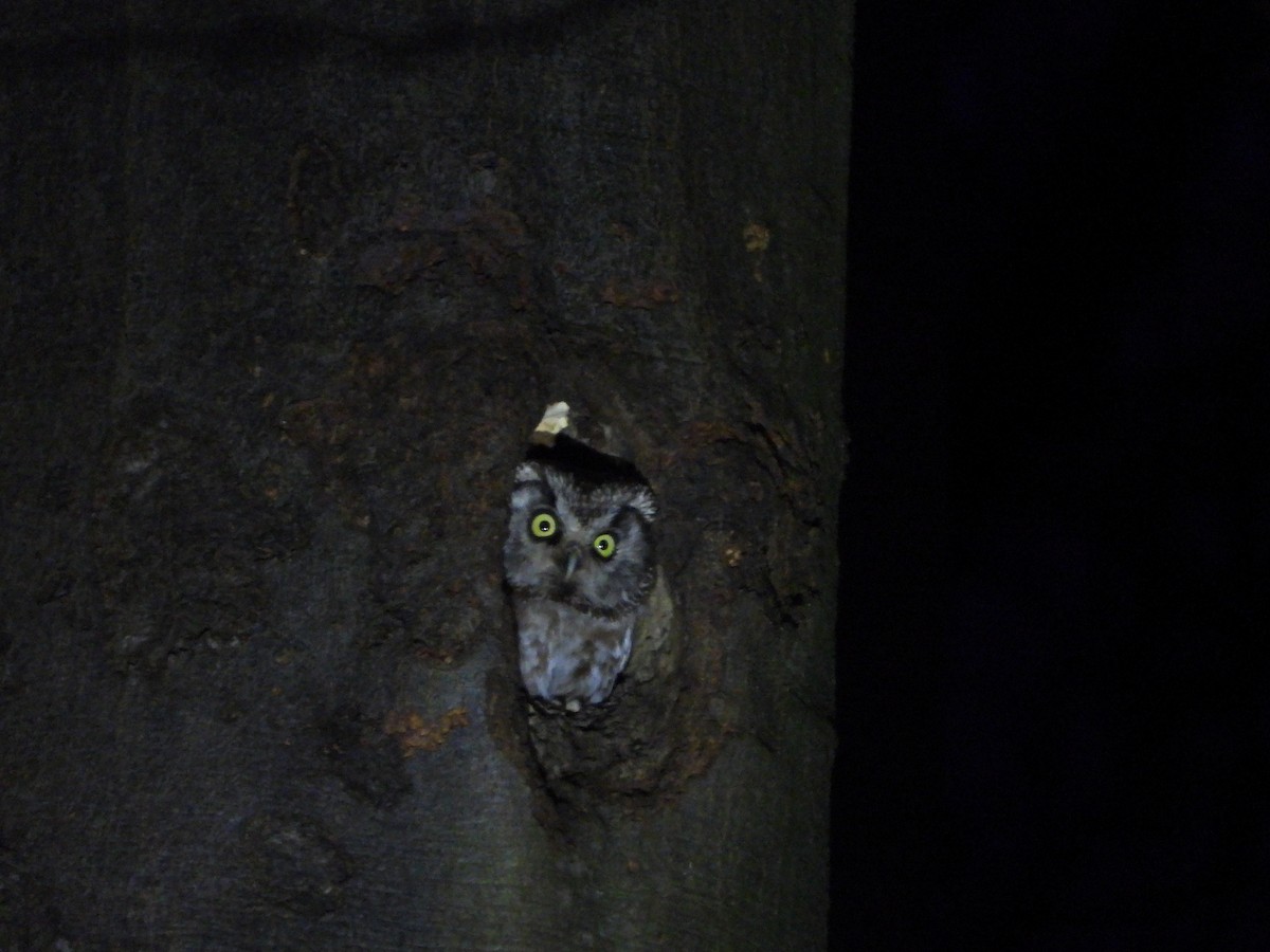 Boreal Owl - ML633536505