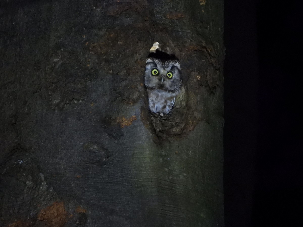 Boreal Owl - ML633536506