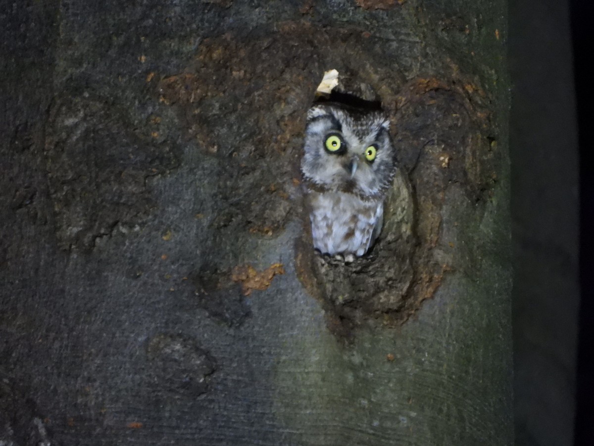 Boreal Owl - Lucas Bollingh