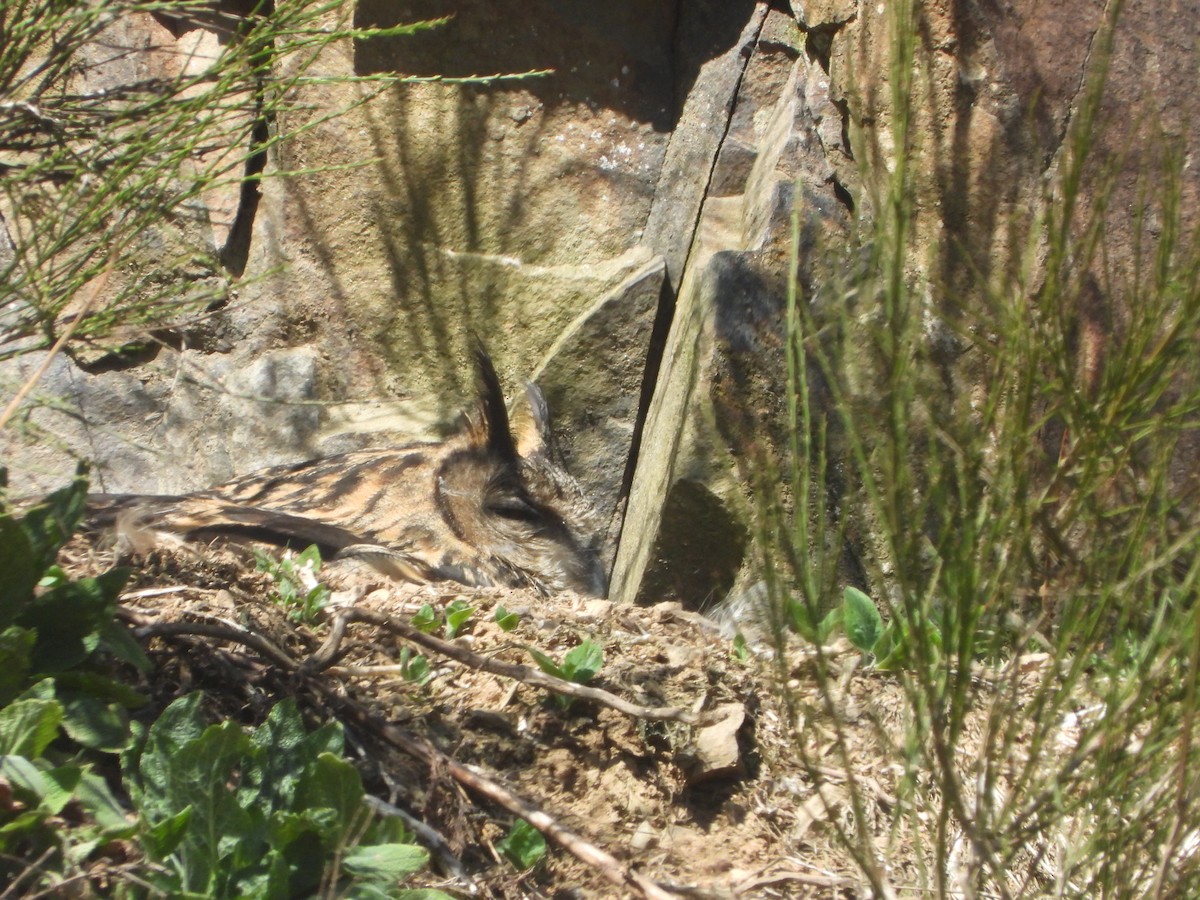 Eurasian Eagle-Owl - ML633536529