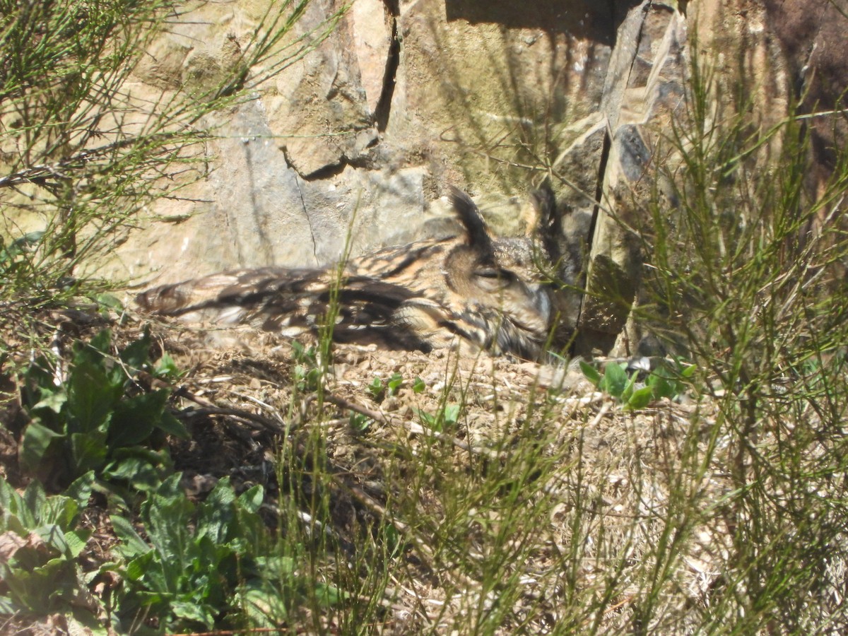 Eurasian Eagle-Owl - ML633536530