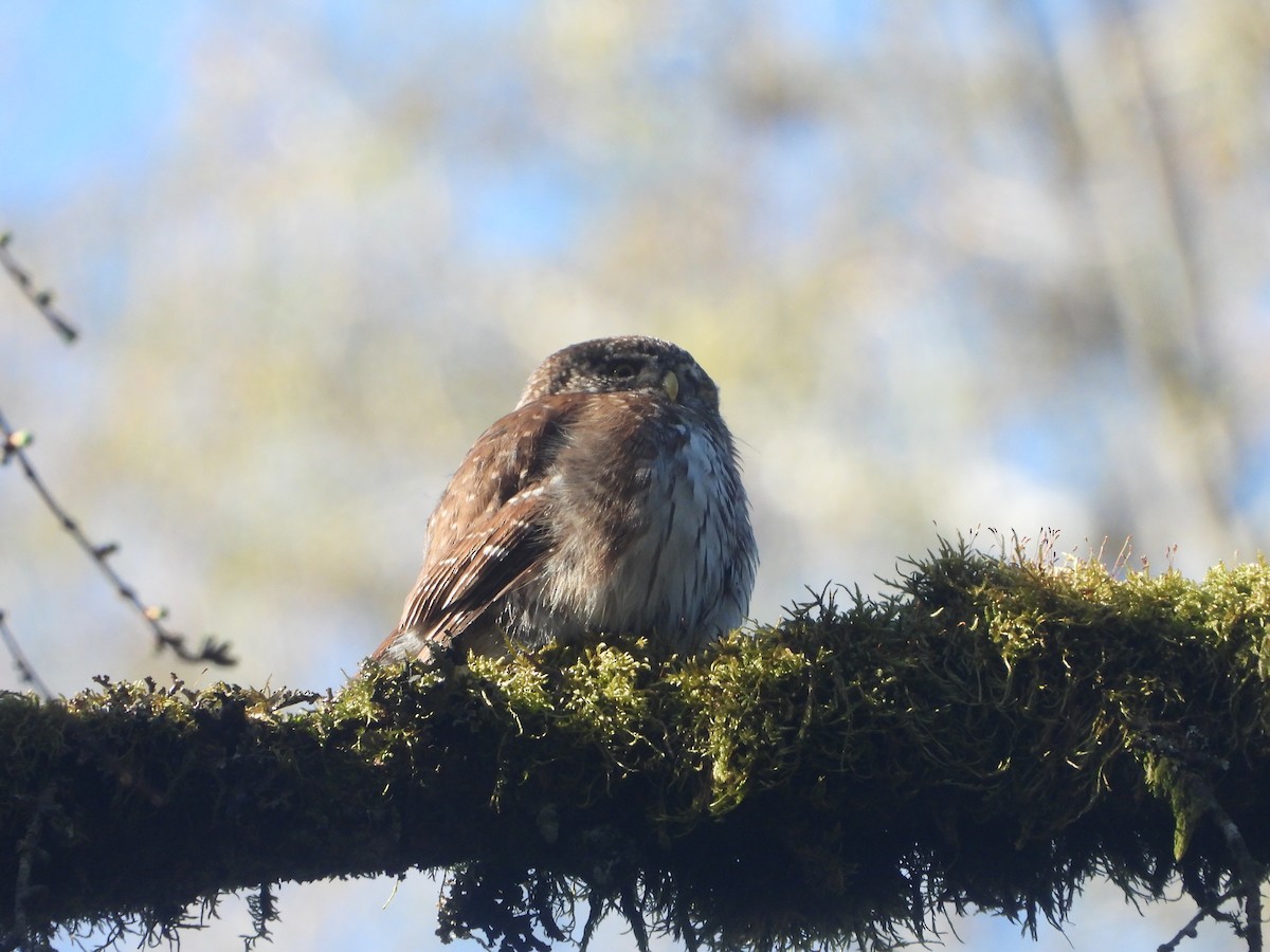 Eurasian Pygmy-Owl - ML633536568