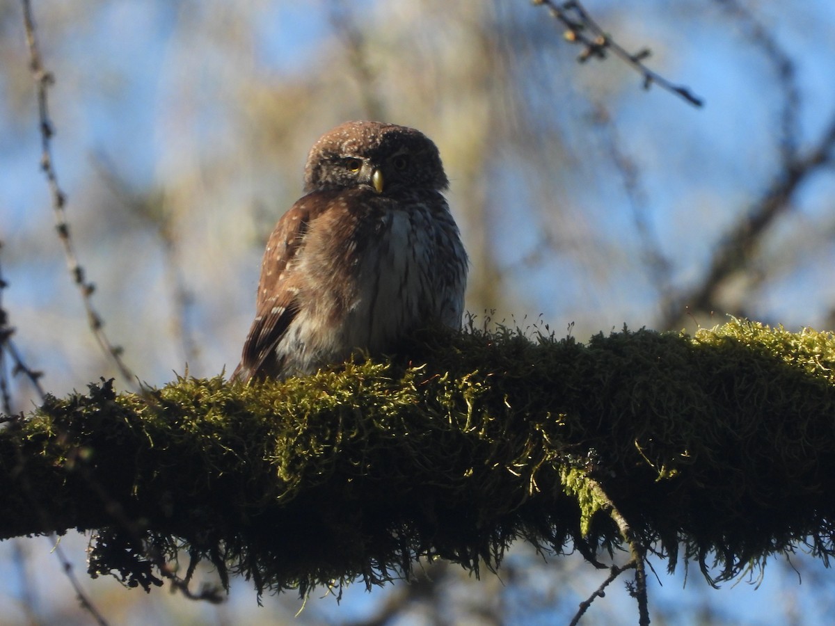 Eurasian Pygmy-Owl - ML633536569