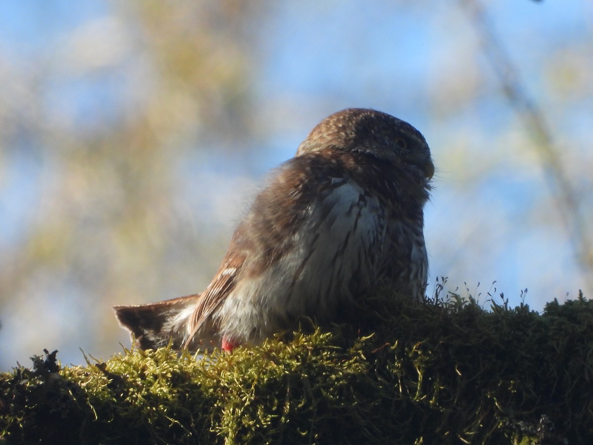 Eurasian Pygmy-Owl - ML633536570