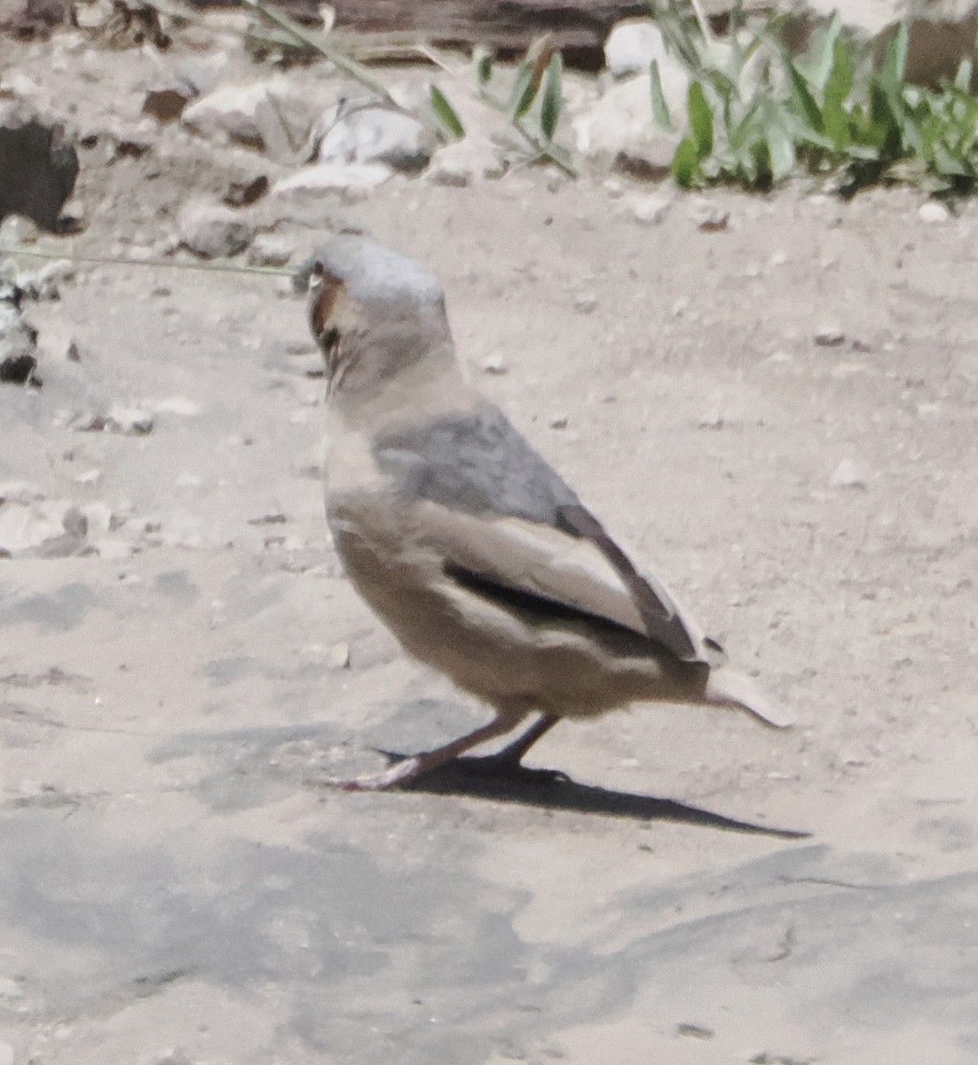 Gray-capped Social-Weaver - ML633536602