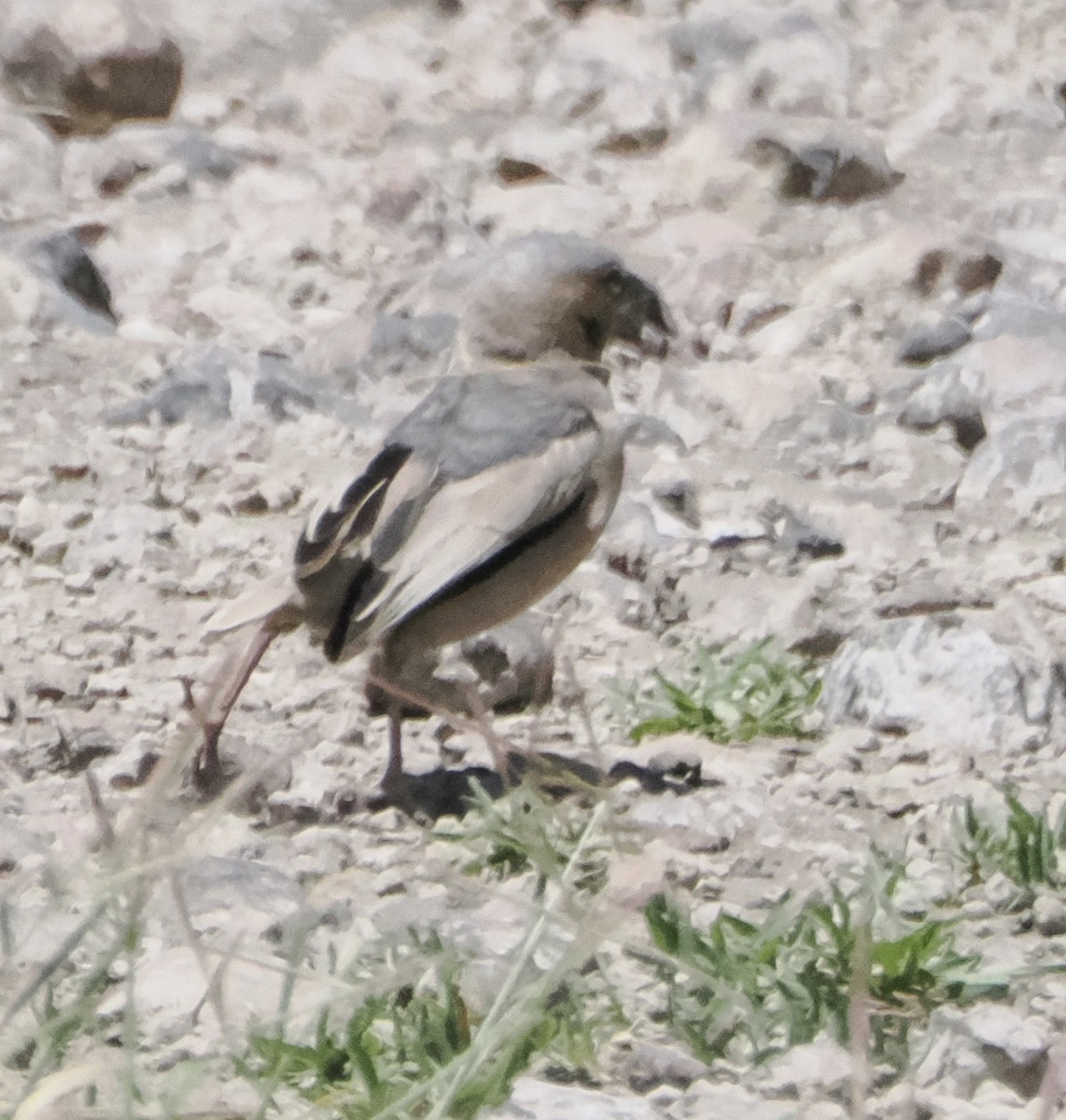 Gray-capped Social-Weaver - ML633536603