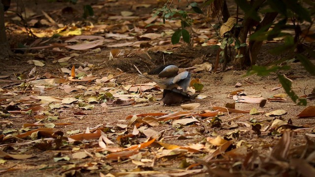 Laughing Dove - ML633536604