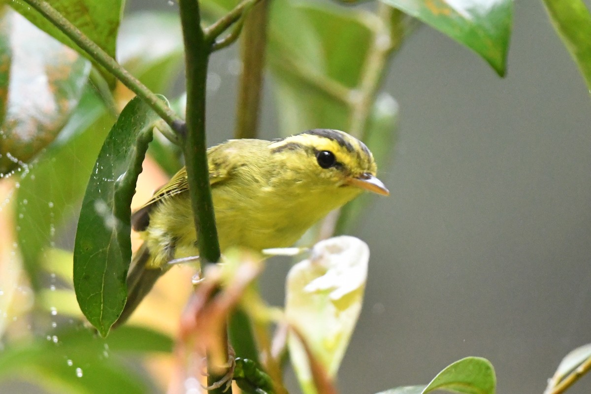 Limestone Leaf Warbler - ML633536672