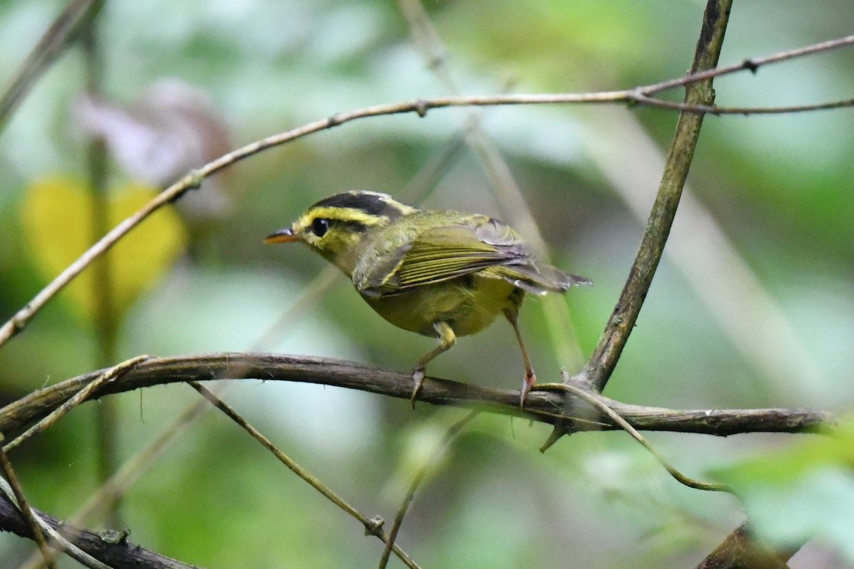 Limestone Leaf Warbler - ML633536673