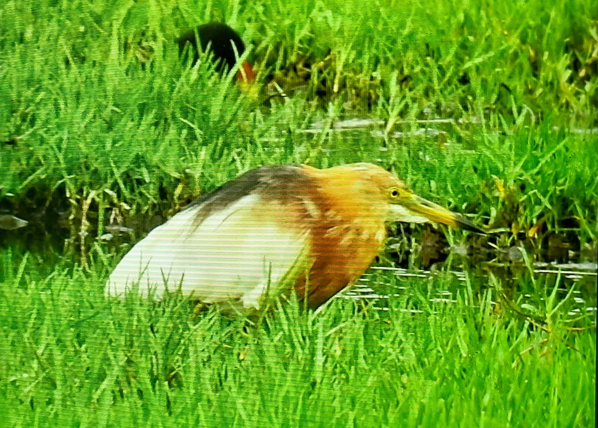 Javan Pond-Heron - ML633536674
