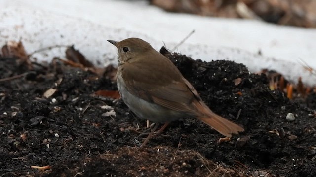 Hermit Thrush - ML633536740